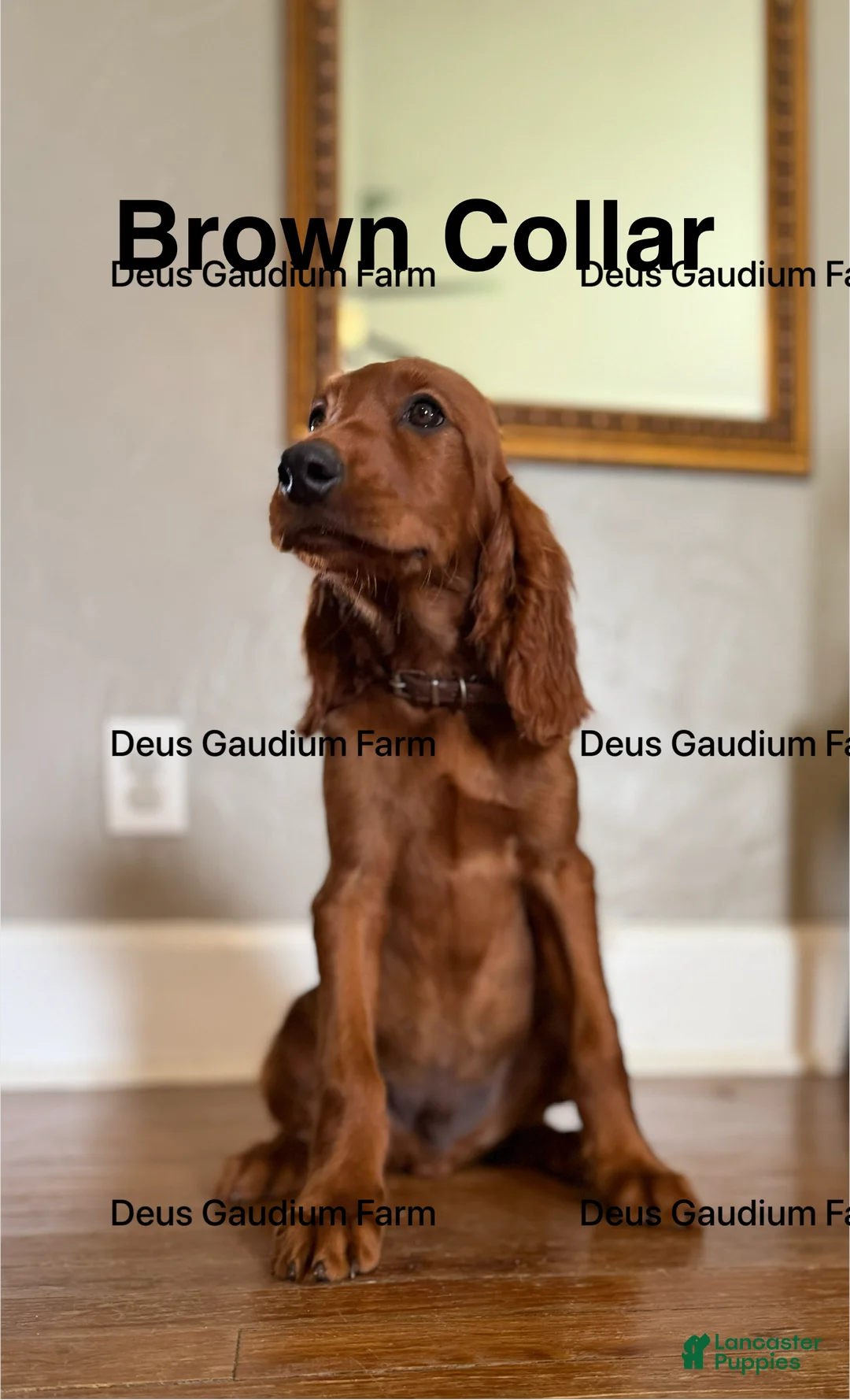 Irish Setter dogs for sale: Callum  - Ad 2