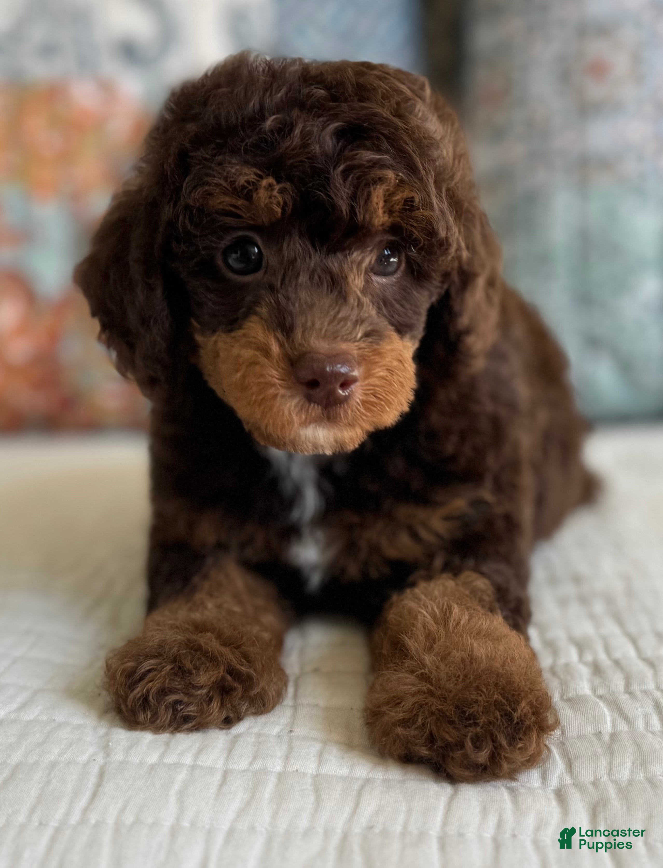 Miniature Poodle dogs for sale: Artie - Ad 10