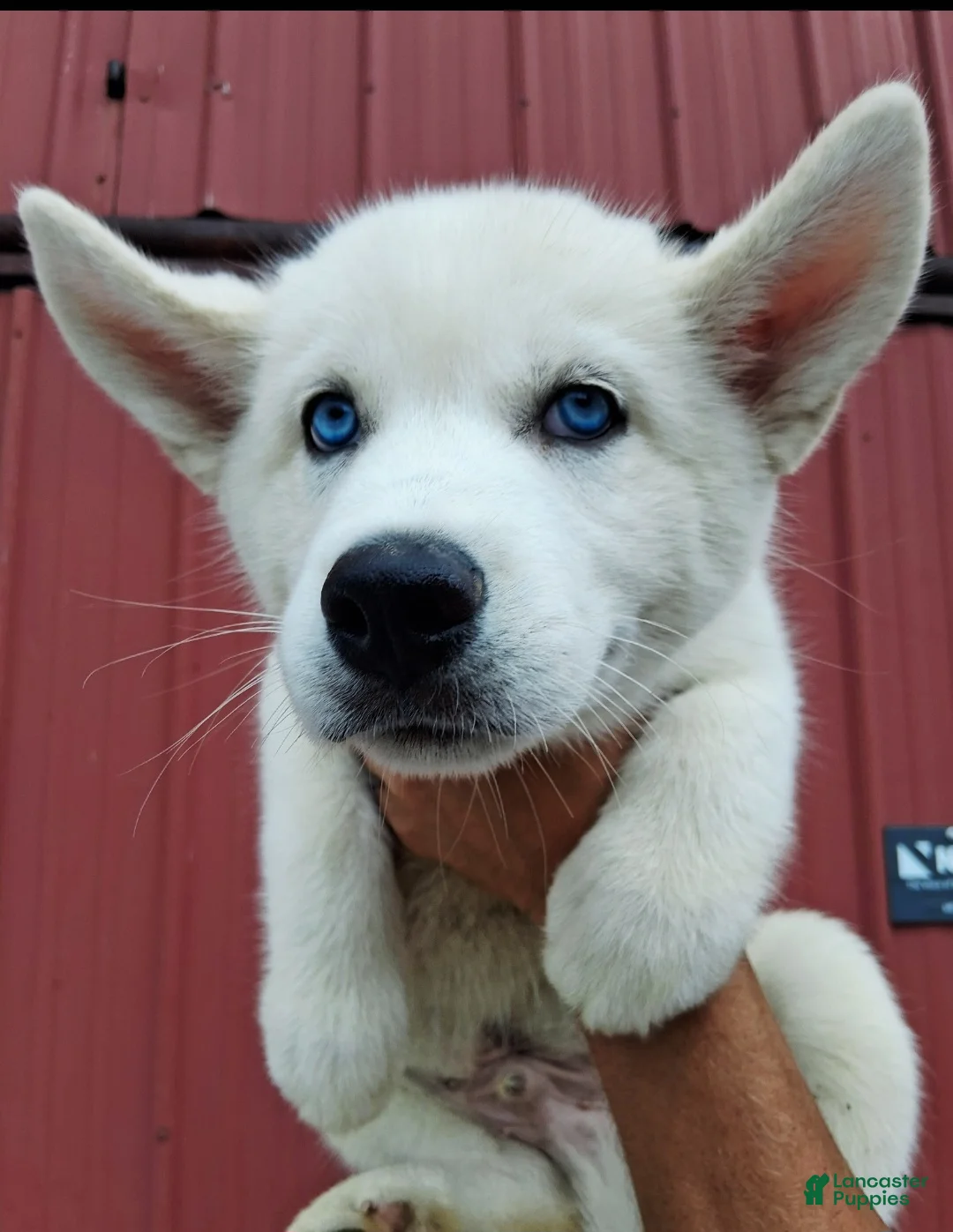 Siberian Husky dogs for sale: Dominic  - Ad 1