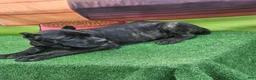 Cane Corso dogs for sale: ELLA - Ad 6