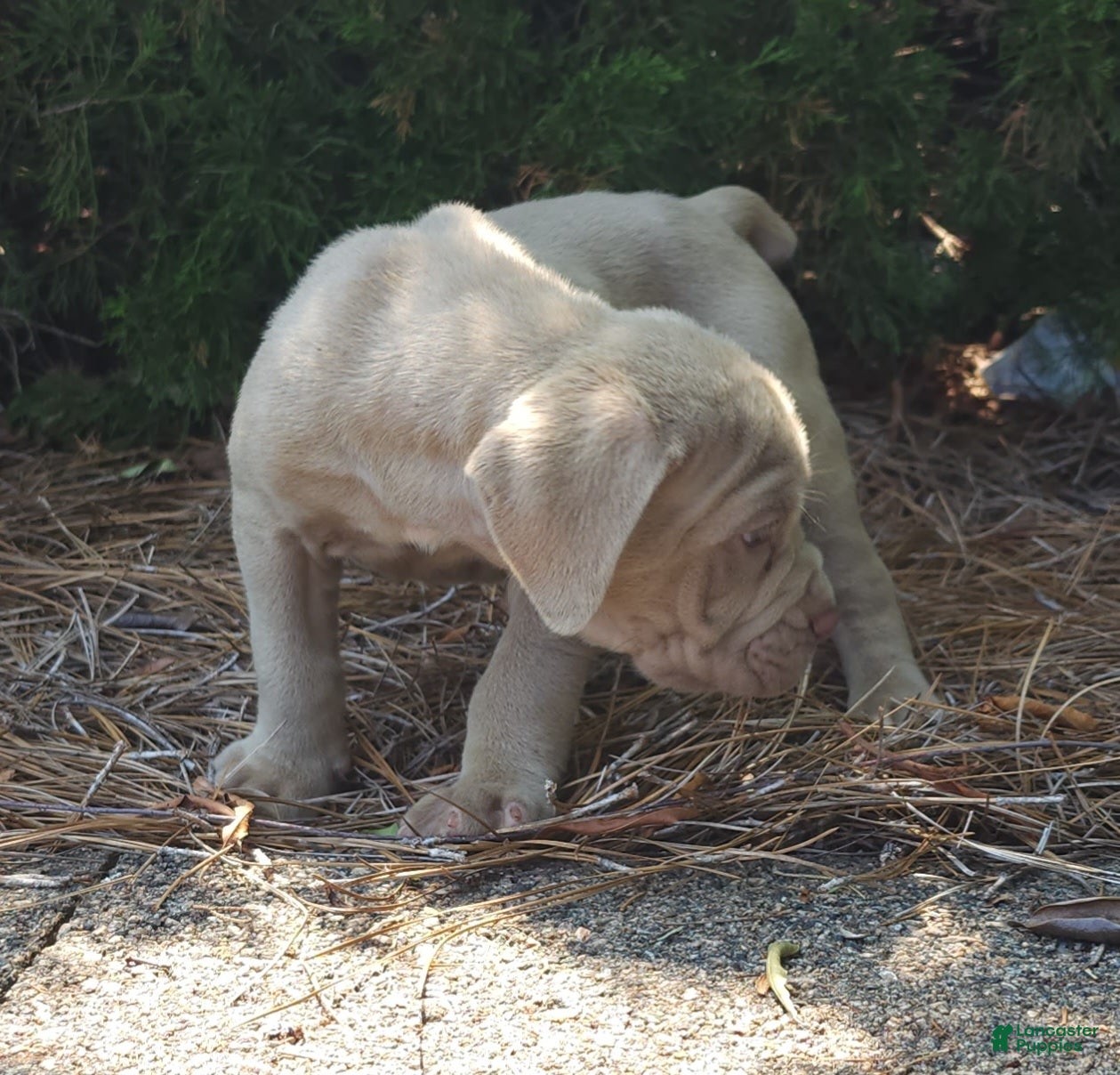 Neapolitan Mastiff dogs Mack - Ad 1