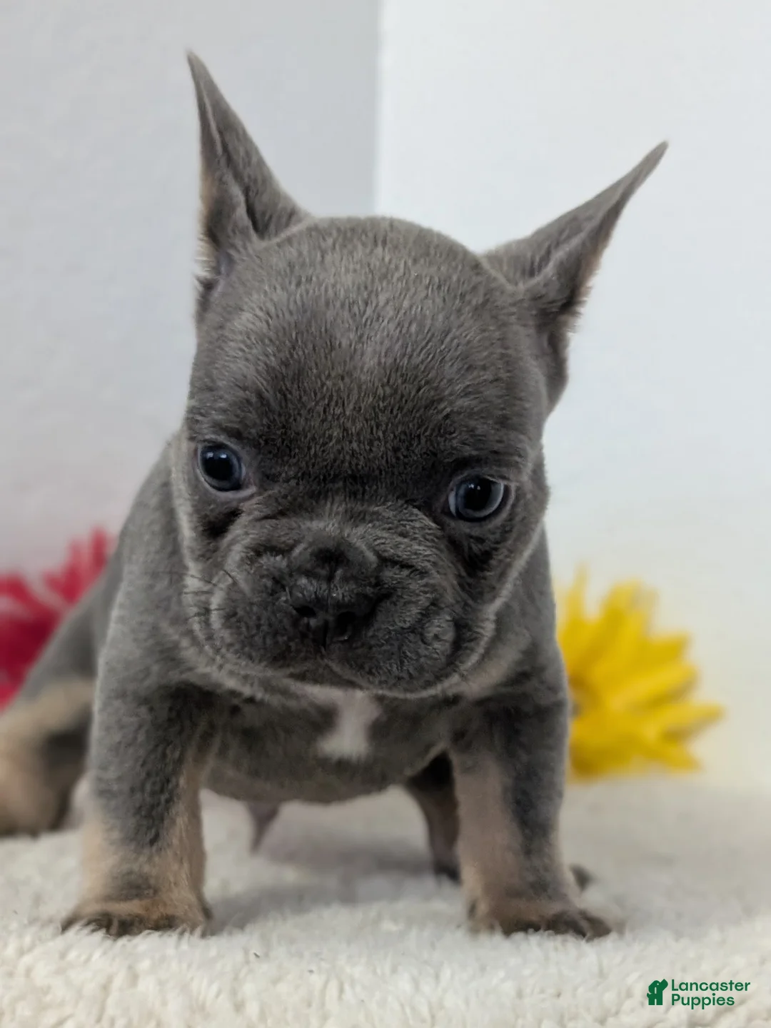 French Bulldog dogs for sale: Teddy - Ad 2