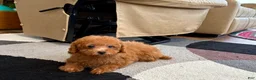 Maltipoo dogs for sale: Red Sugar  - Ad 7