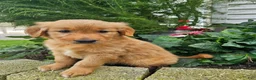 Golden Retriever dogs for sale: Kara - Ad 8