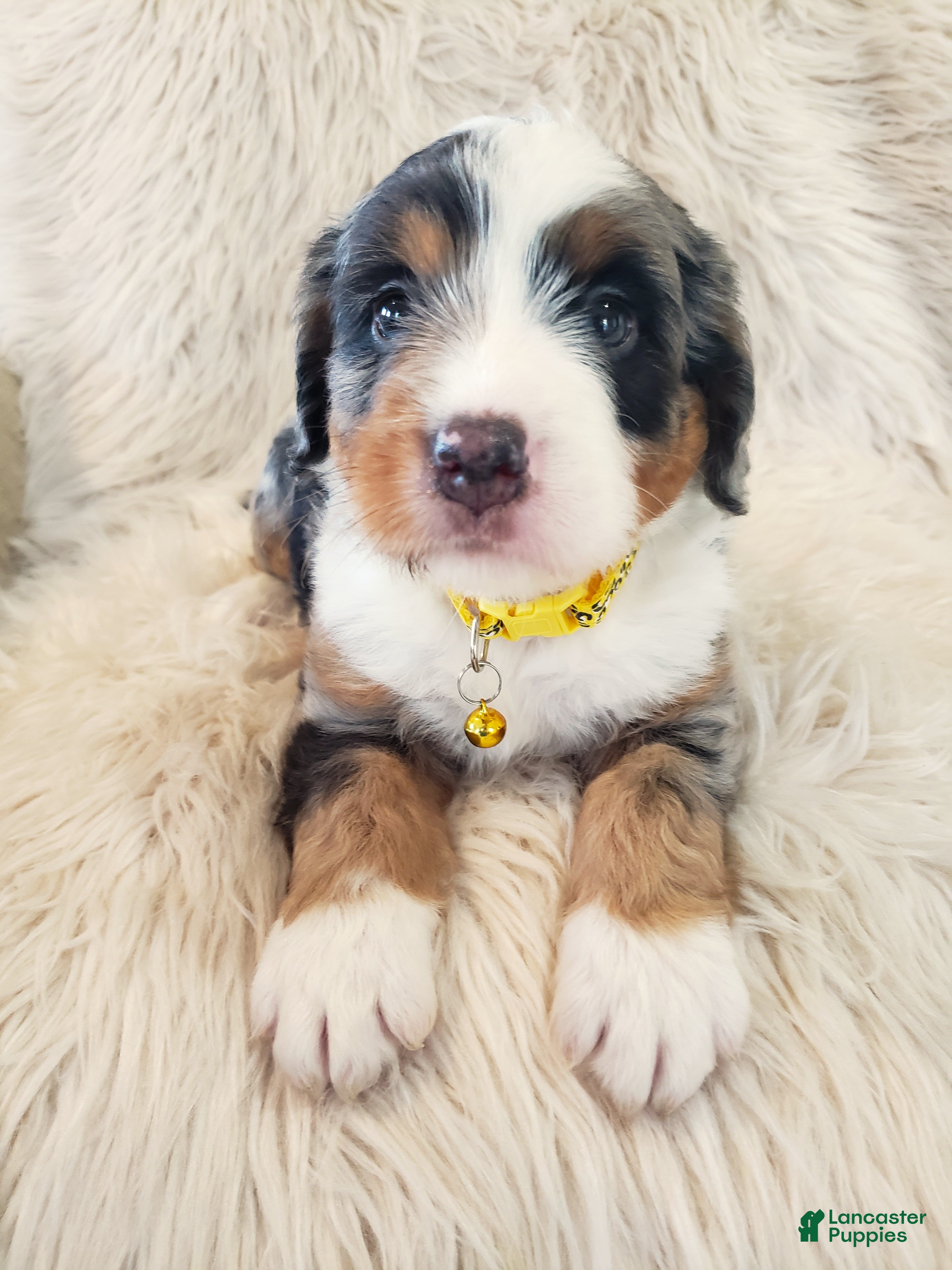 Mini Bernedoodle dogs RIO - Ad 1