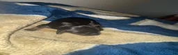 Miniature Dachshund dogs for sale: Miniature Dachshund 1 - Ad 3
