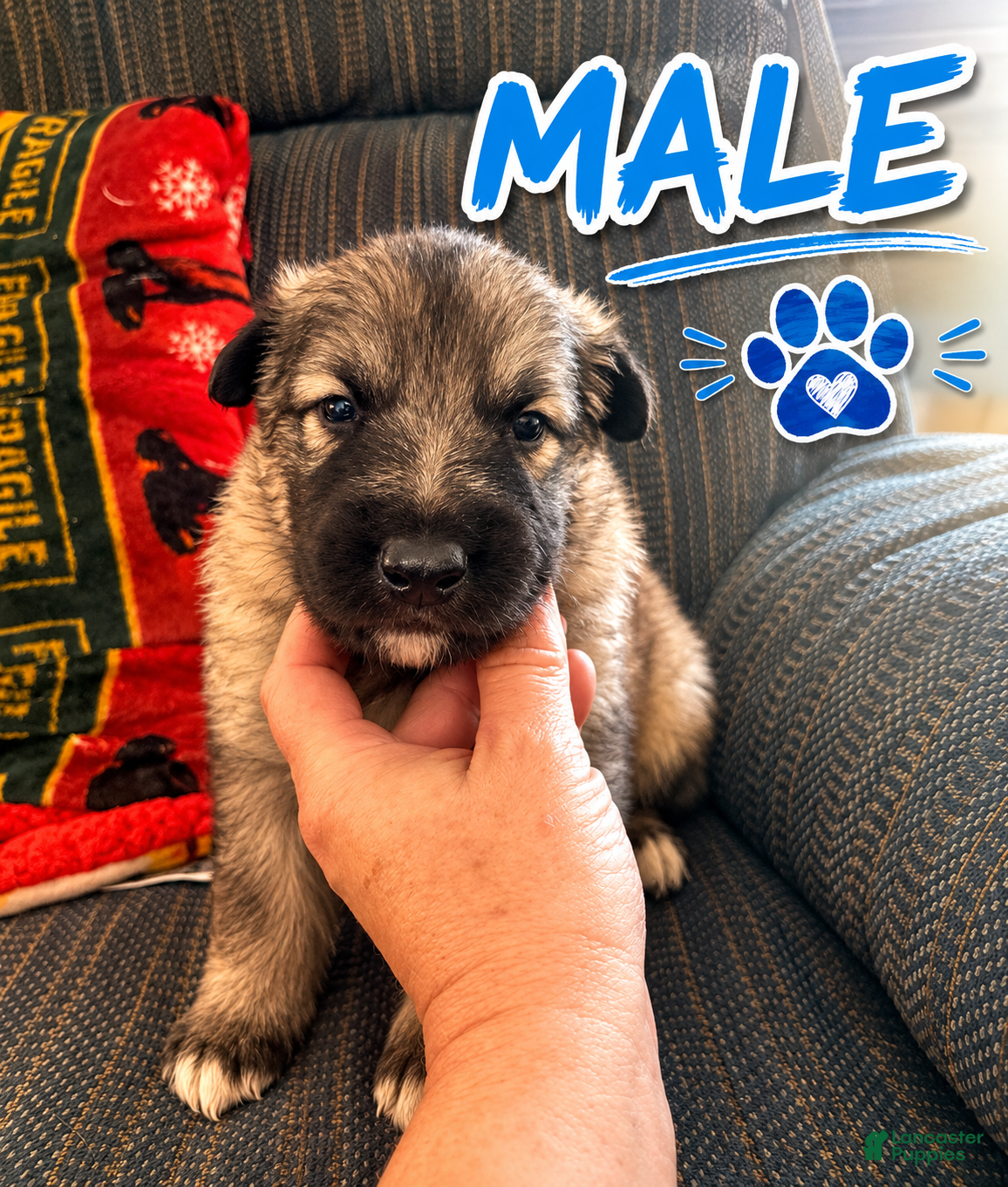German Shepherd dogs German Shepherd 3 - Ad 1