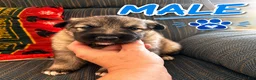 German Shepherd dogs for sale: German Shepherd 3 - Ad 1