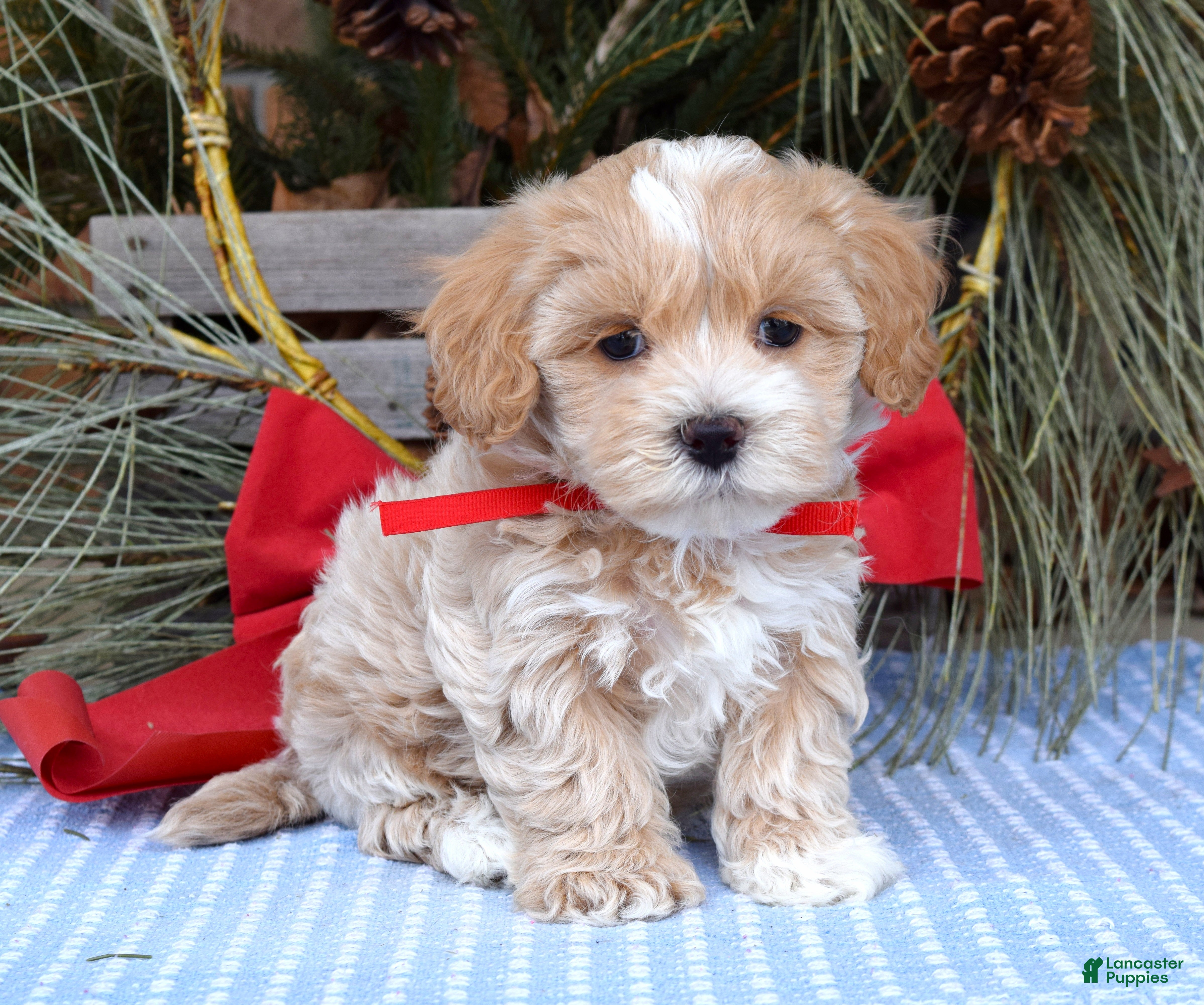 Maltipoo dogs Milo - Ad 2