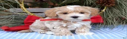 Maltipoo dogs for sale: Milo - Ad 2