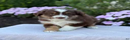 Miniature Australian Shepherd dogs for sale: Asher - Ad 12