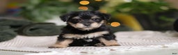 Morkie dogs for sale: Luke - Ad 4