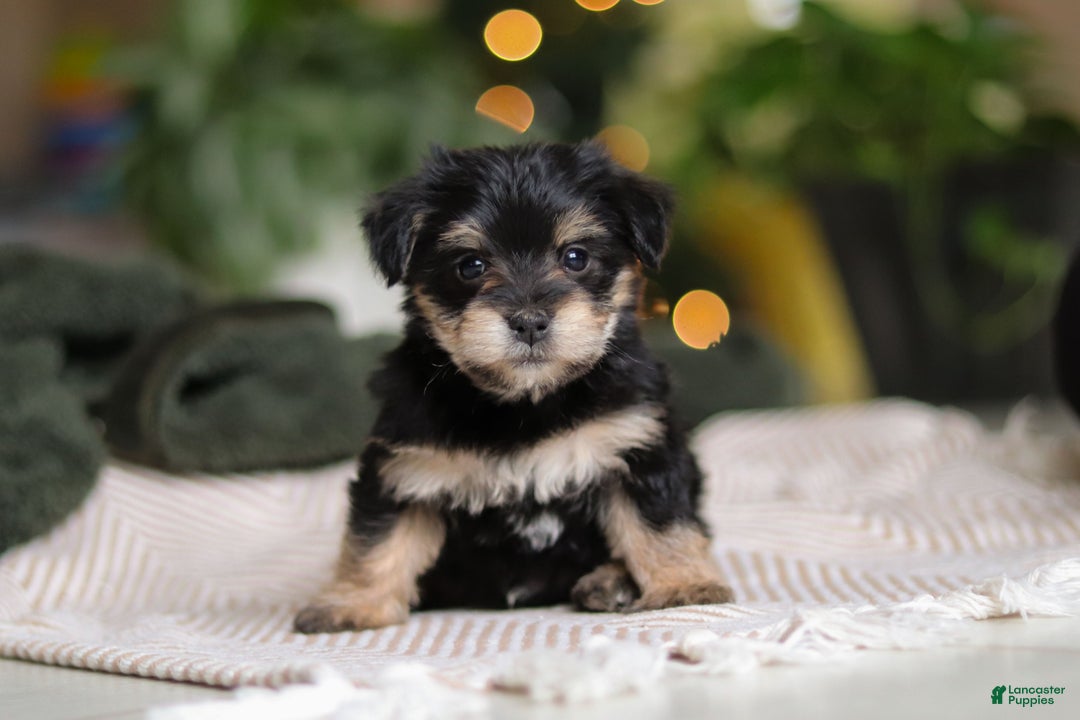 Morkie dogs for sale: Luke - Ad 4