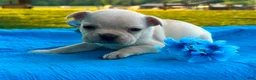 French Bulldog dogs for sale: Surprise - Ad 4