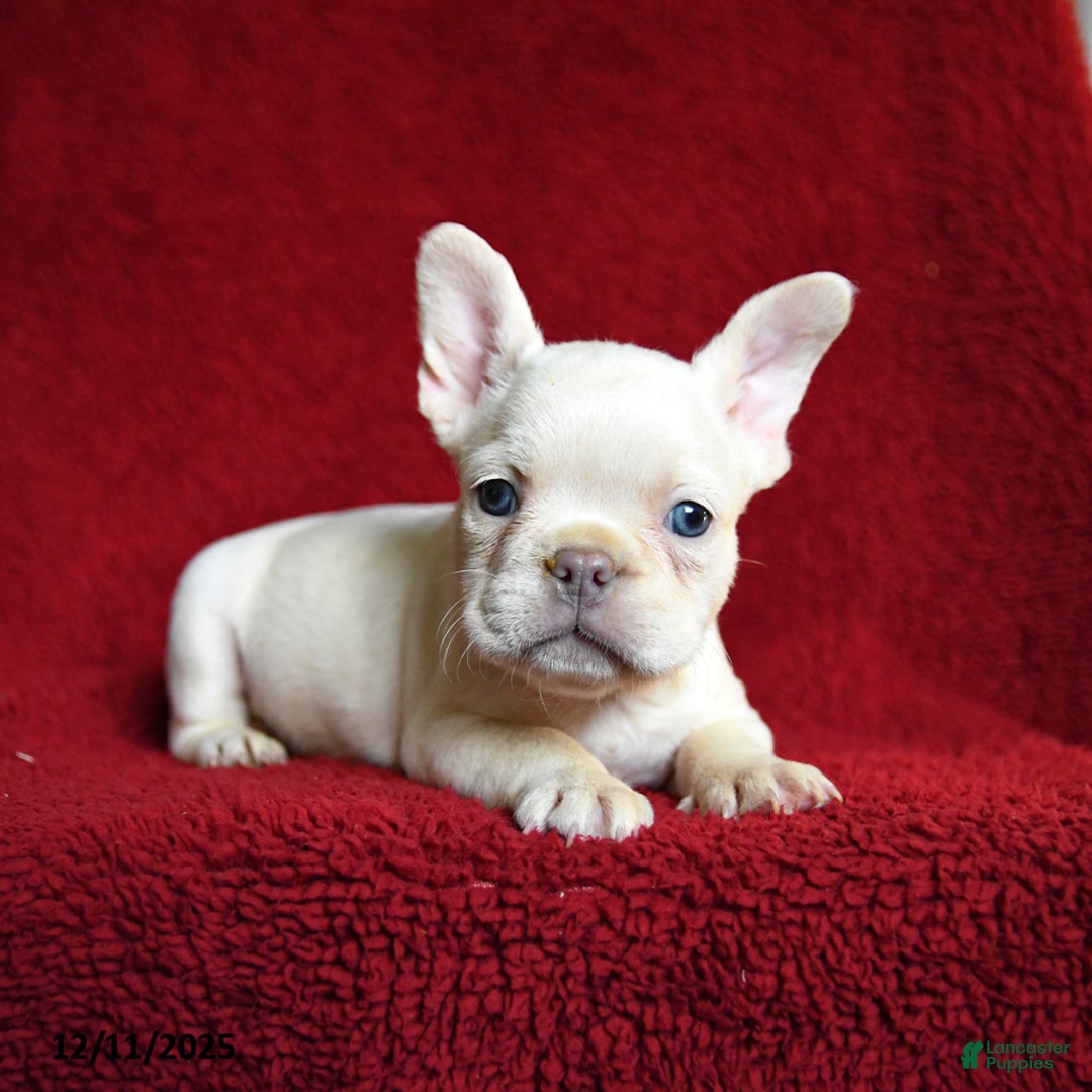 French Bulldog dogs for sale: Frost  - Ad 3