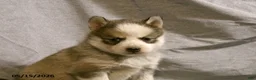 Pomsky dogs for sale: Bella - Ad 5