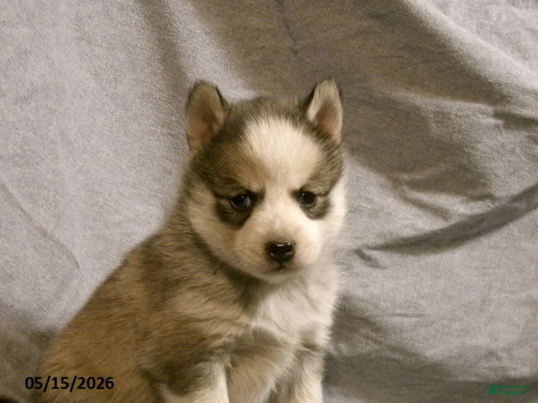 Pomsky dogs for sale: Bella - Ad 5