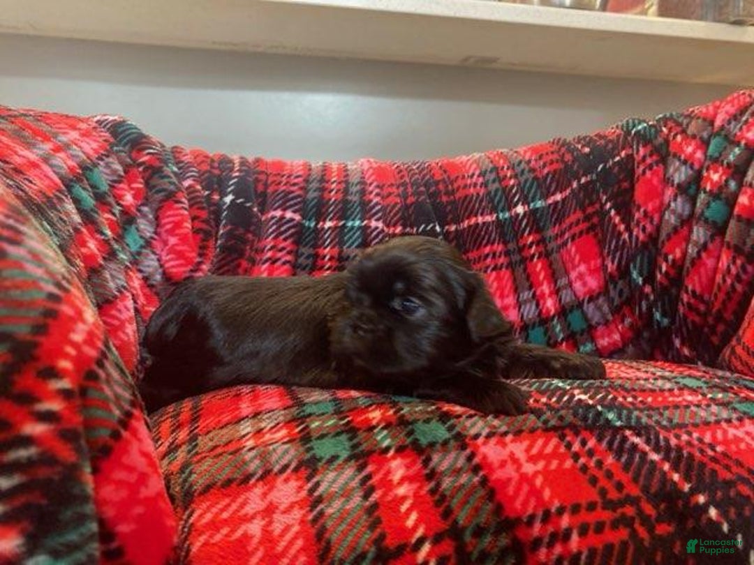 Shih Tzu dogs for sale: MAX, Shih Tzu, Male, 10 weeks, AKC Champion Blood Line - Ad 8
