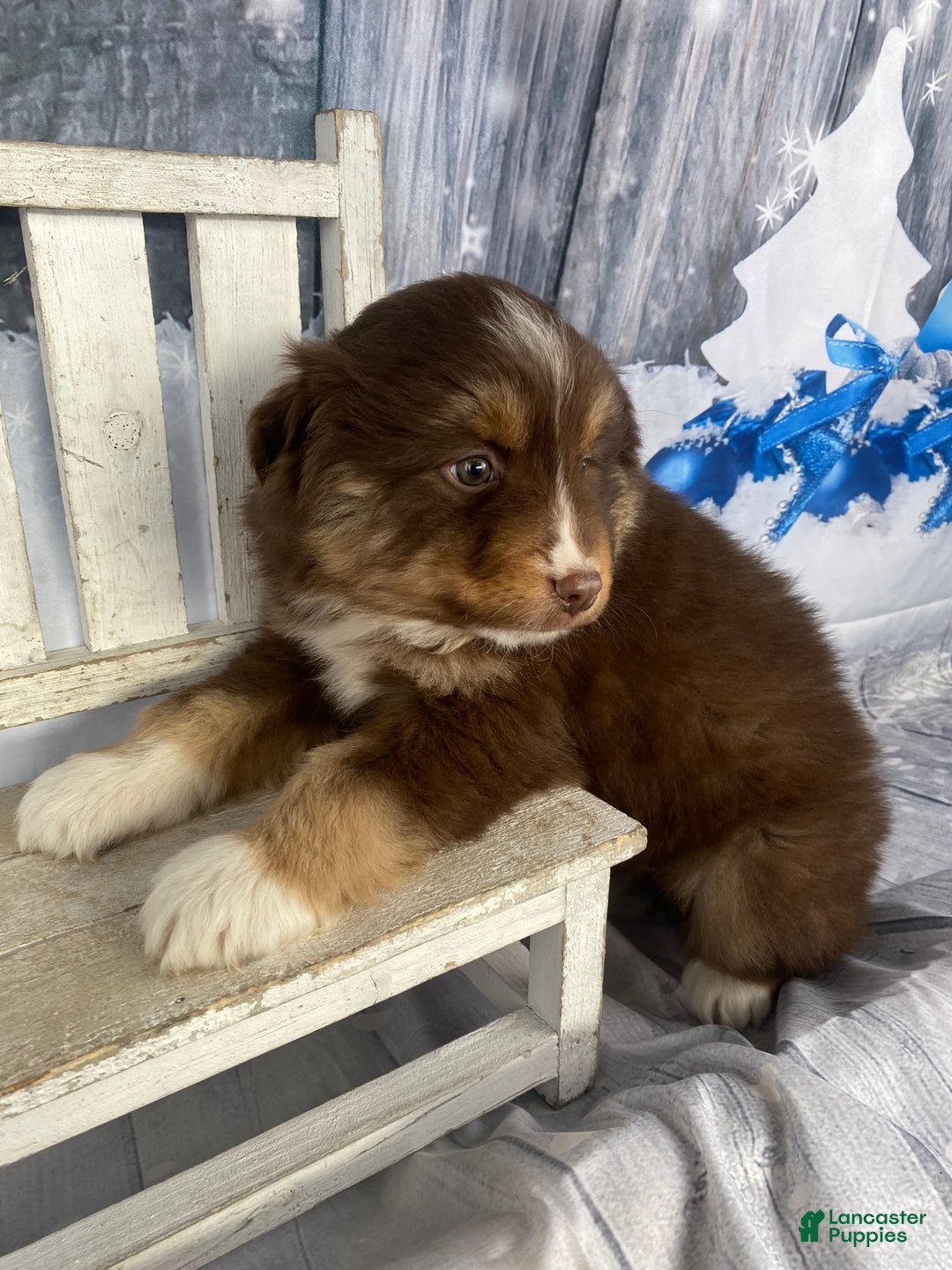 Australian Shepherd dogs for sale: Orion - Ad 9