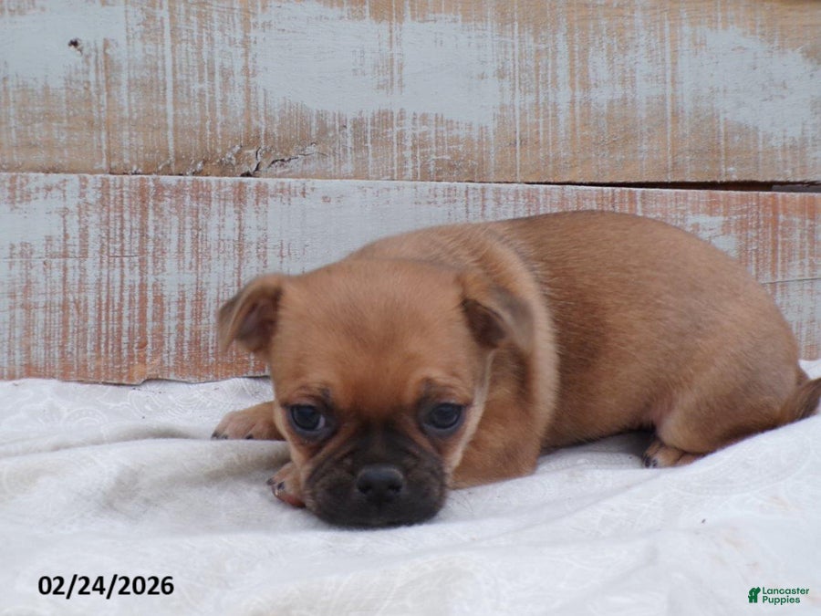 Mixed Breed dogs Daffodil - Ad 1