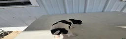 Chihuahua dogs for sale: Piggy - Ad 4