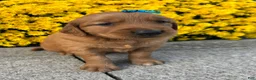 Golden Retriever dogs for sale: Rowdy - Ad 3
