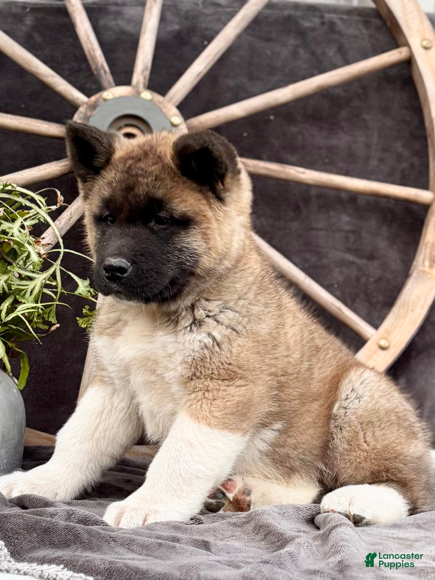 Akita dogs Fletcher - Ad 8