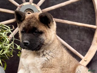 Akita dogs Fletcher - Ad 20