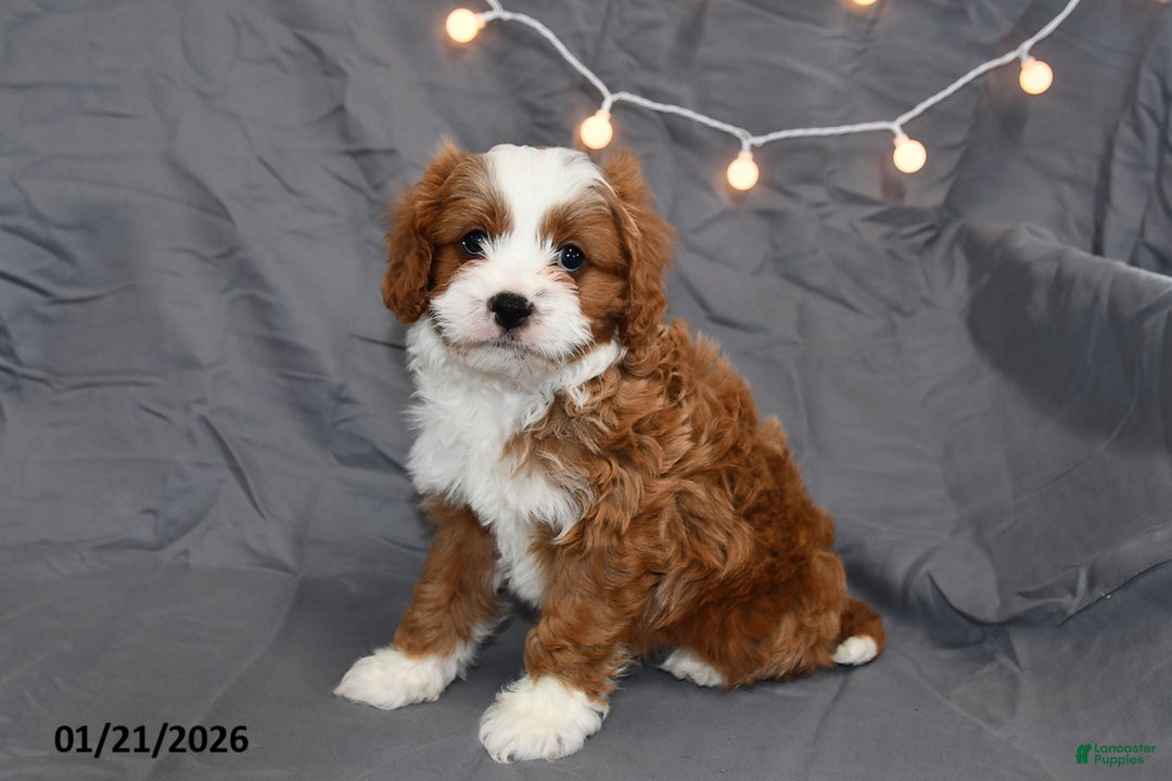 Cavapoo dogs for sale: Milo - Ad 4
