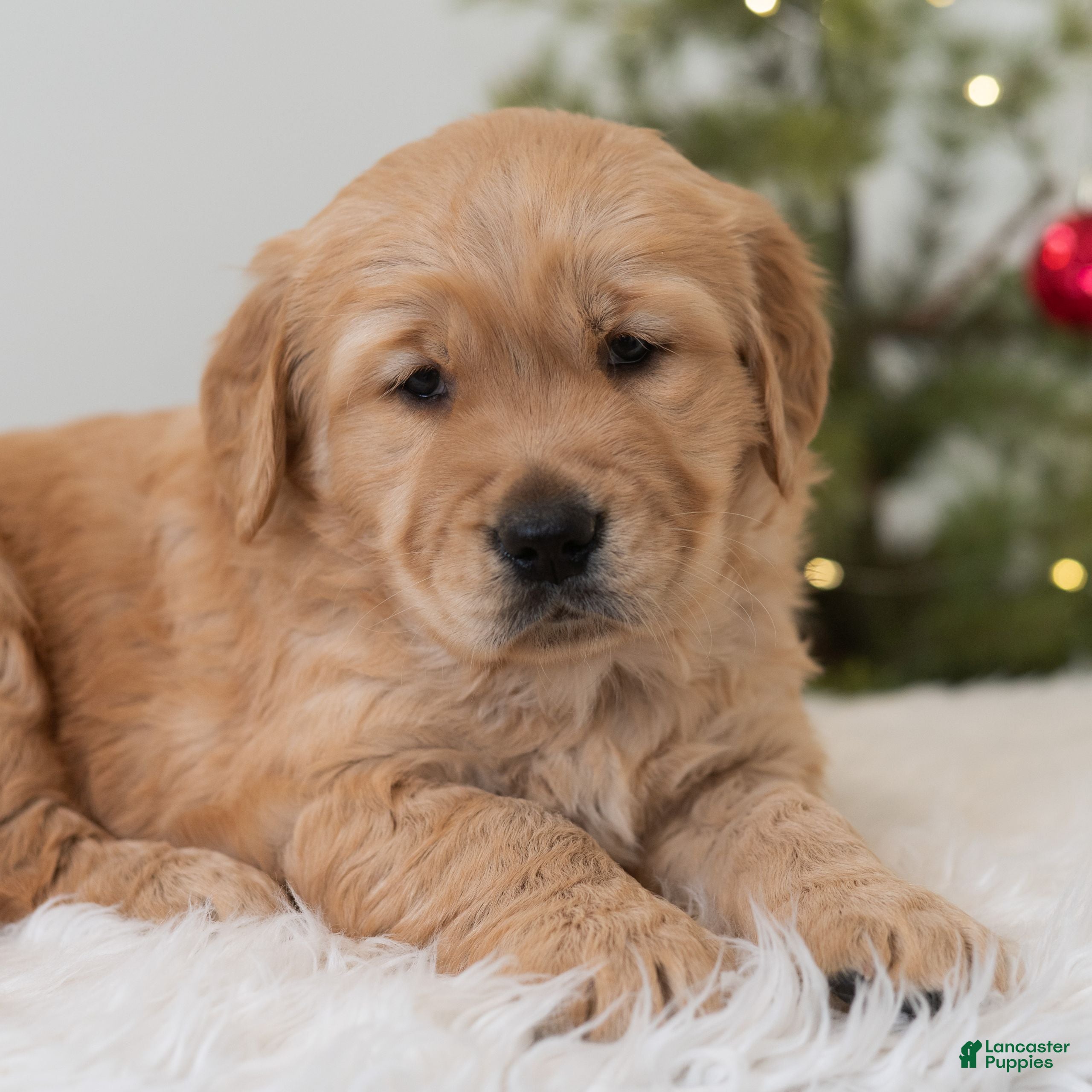 Golden Retriever dogs Humbug  - Ad 36