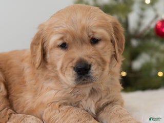 Golden Retriever dogs Humbug - Ad 36