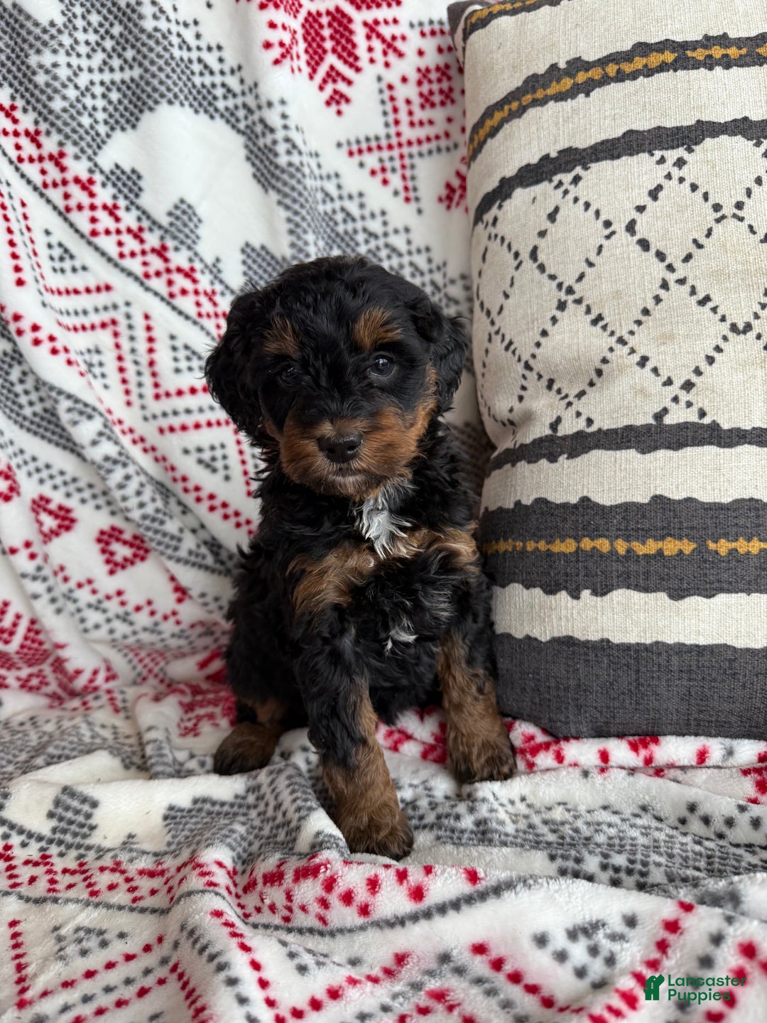 Mini Bernedoodle dogs for sale: Carly - Ad 1