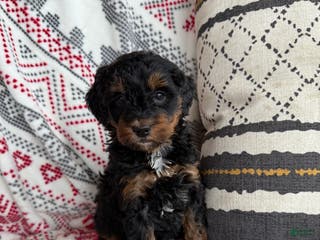 Mini Bernedoodle dogs Carly - Ad 41