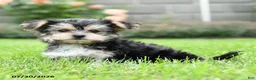 Morkie dogs for sale: Marlow - Ad 1