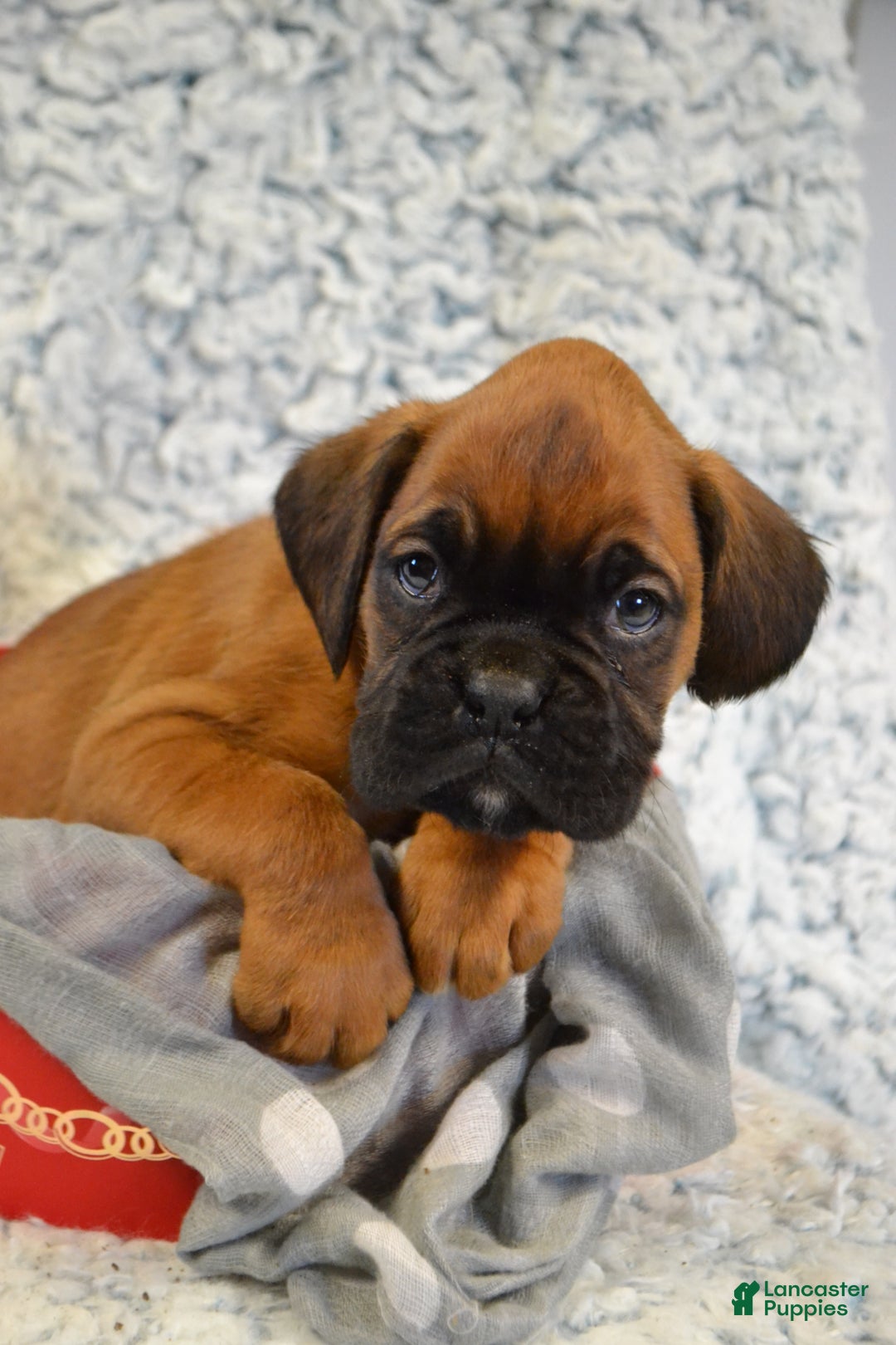 Boxer dogs for sale: Rambo - Ad 1