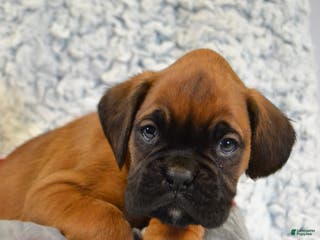 Boxer dogs Rambo - Ad 12