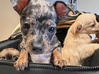 Chihuahua dogs Chihuahua Puppy 2 - Ad 11