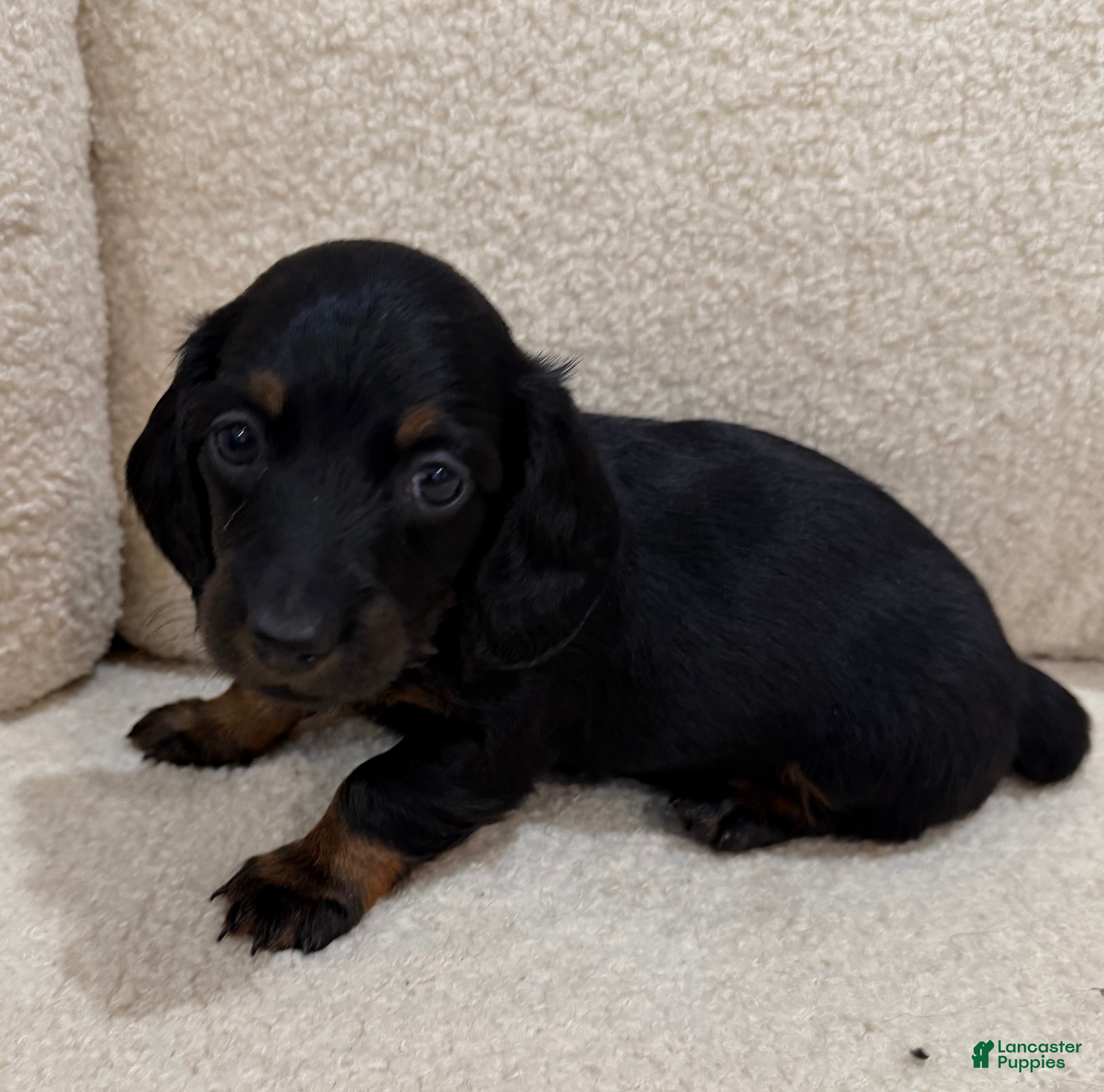 Miniature Dachshund dogs Luna - Ad 19