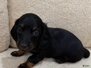 Miniature Dachshund dogs Luna - Ad 19