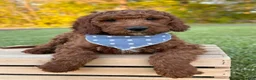 Irish Doodle dogs for sale: Copper - Ad 1