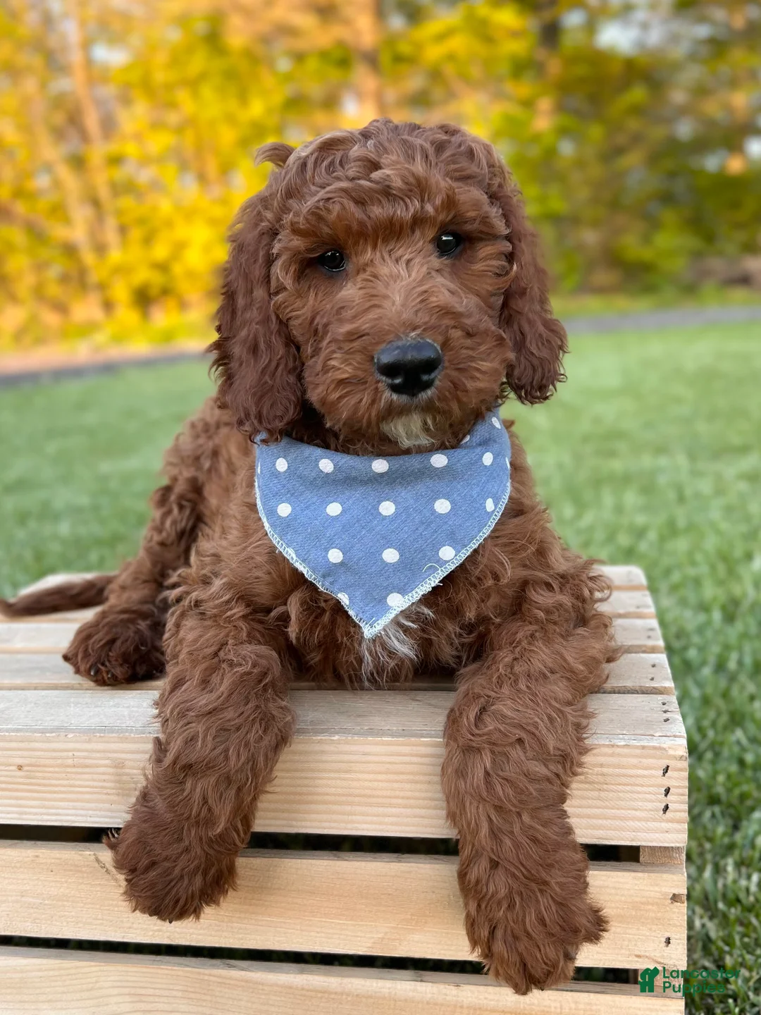 Irish Doodle dogs for sale: Copper - Ad 1