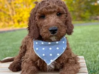 Irish Doodle dogs for sale: Copper - Ad 2