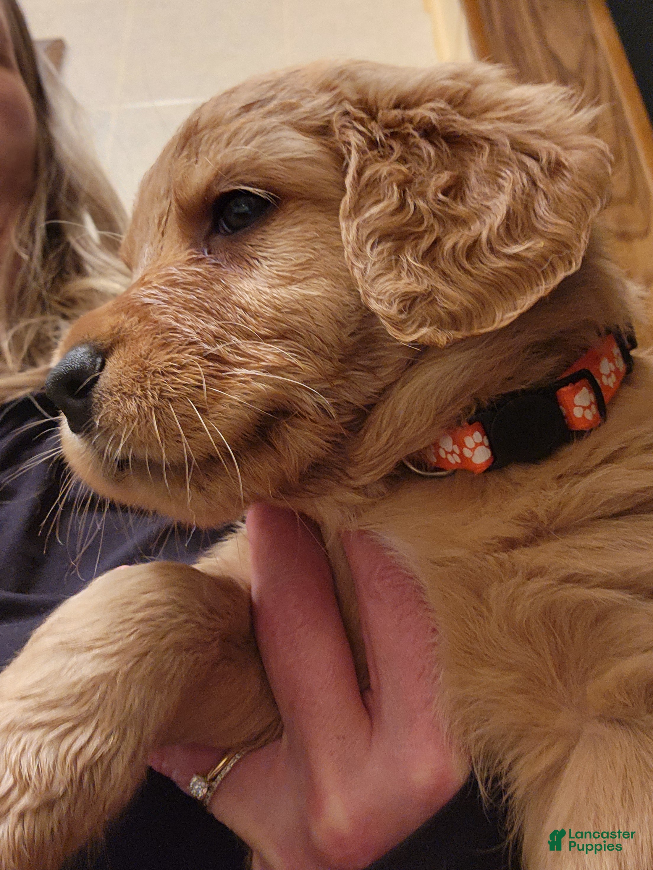 Goldador dogs Goldador Puppy orange collar - Ad 3