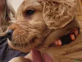 Goldador dogs Goldador Puppy orange collar - Ad 3