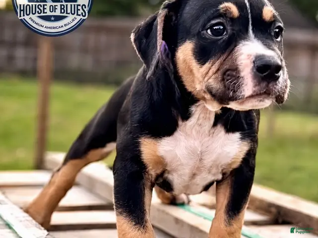 American Bully dogs for sale: American Bully 2 - Ad 1