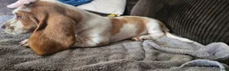 Basset Hound dogs for sale: Basset Hound 4 - Ad 6