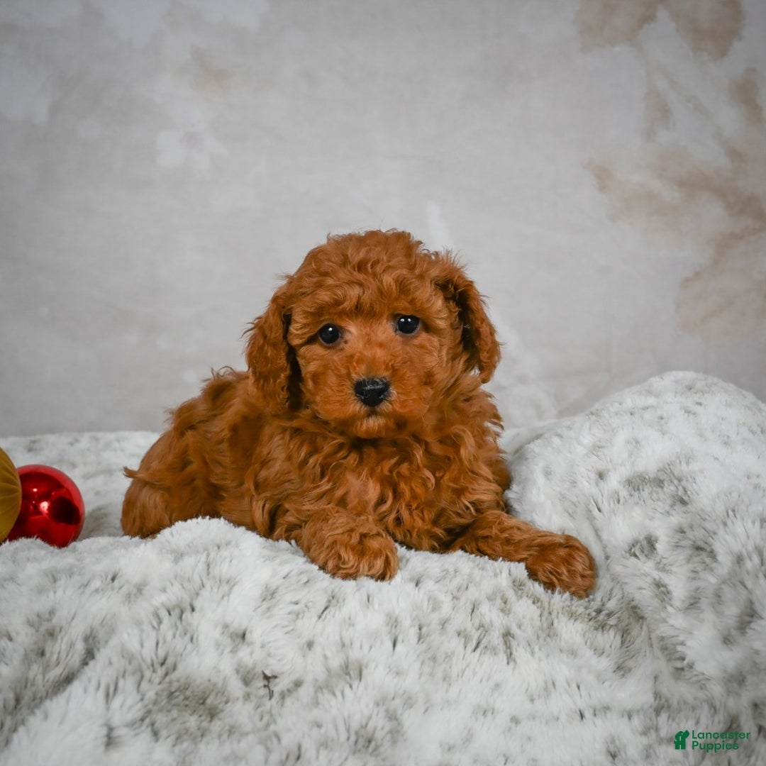Miniature Poodle dogs for sale: Conner - Ad 7