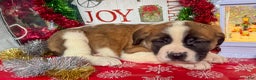 Saint Bernard dogs for sale: Marcy - Ad 2