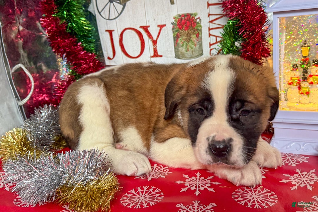 Saint Bernard dogs for sale: Marcy - Ad 2