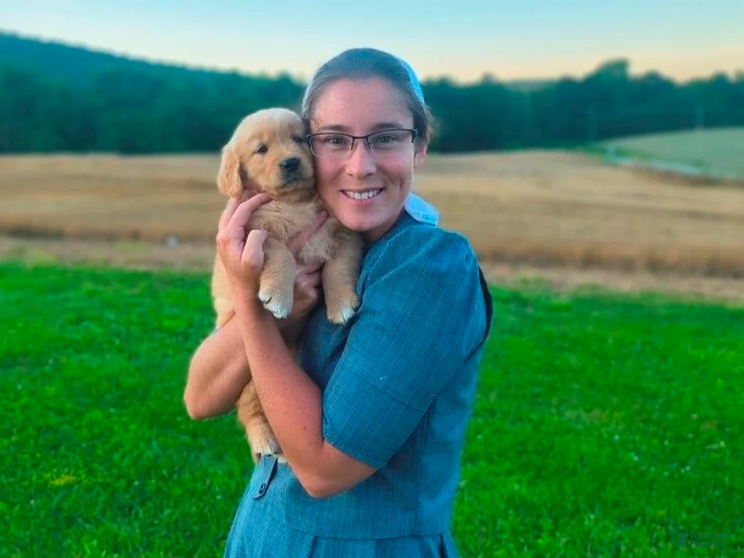 Golden Retriever dogs for sale: Kisha - Ad 2